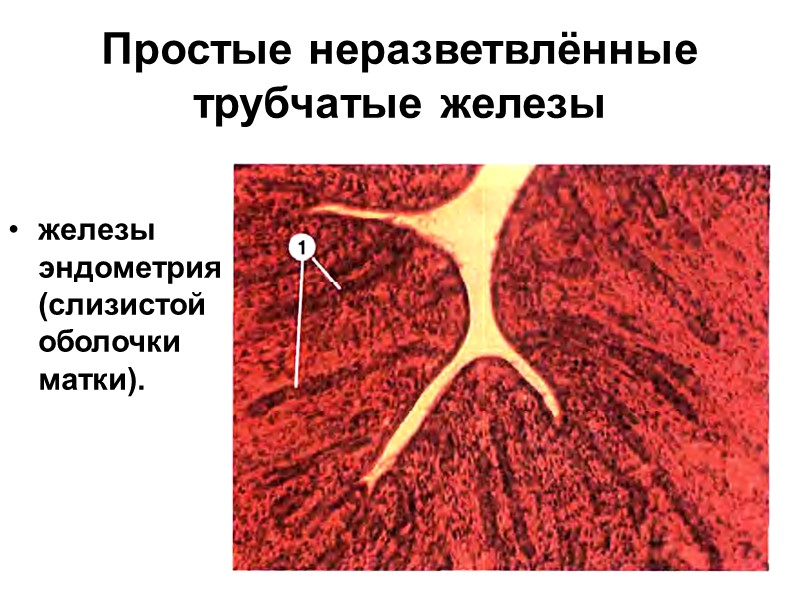 Простые неразветвлённые трубчатые железы  железы эндометрия (слизистой оболочки матки).